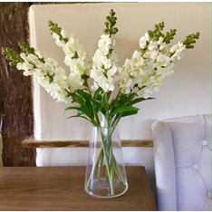 White Snapdragon in slik Image